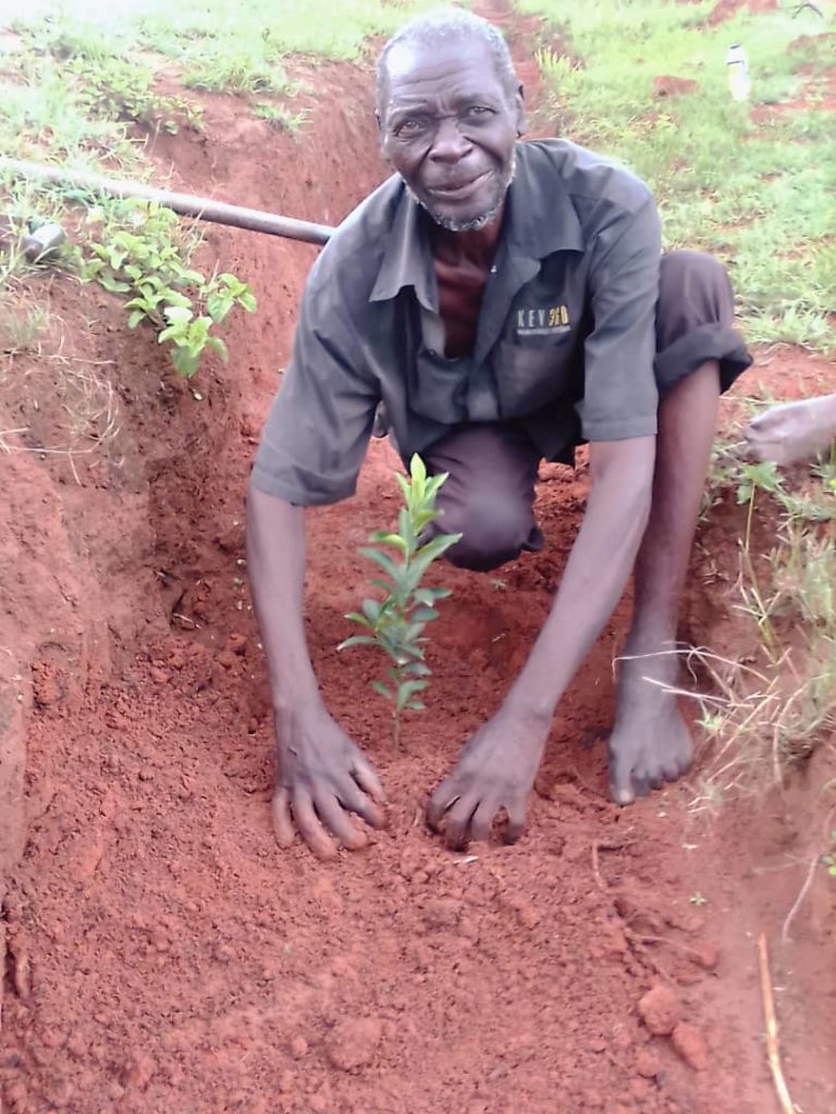 Man planting fruit tree sapling